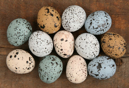 Eggs - Pastel Item