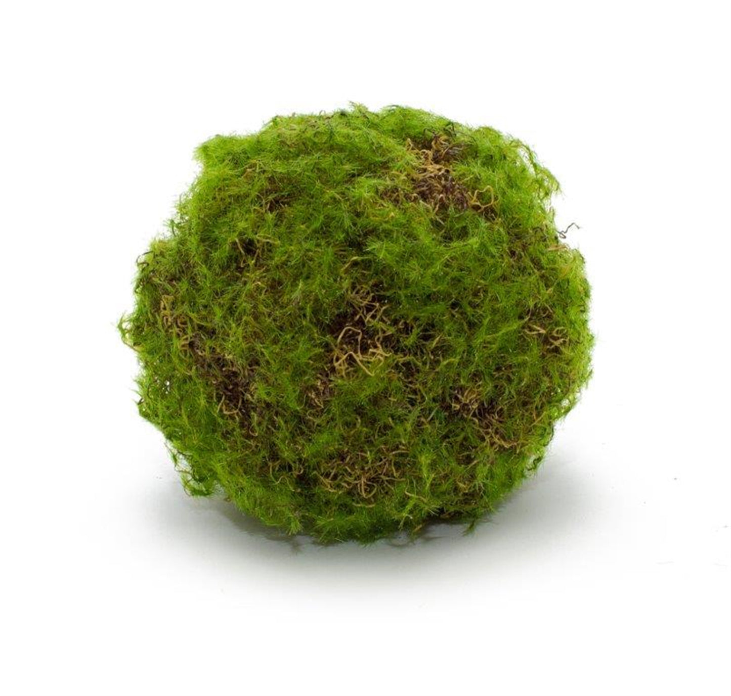 Moss Ball