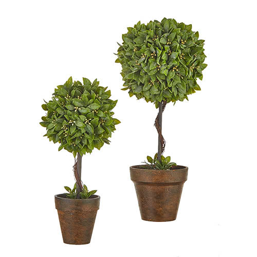 Boxwood potted topiary