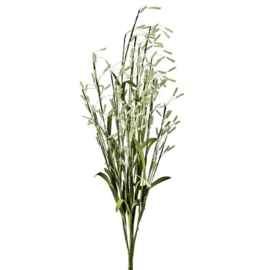 Drooping Millet Grass Bush