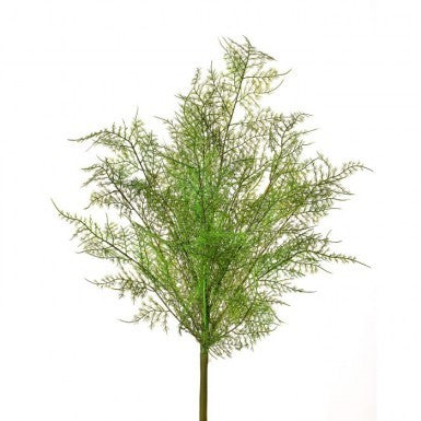 Natural Touch Asparagus Fern Bush