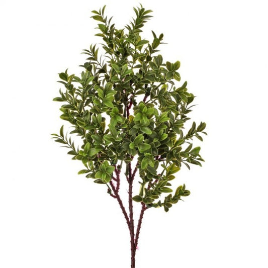 American Boxwood Spray