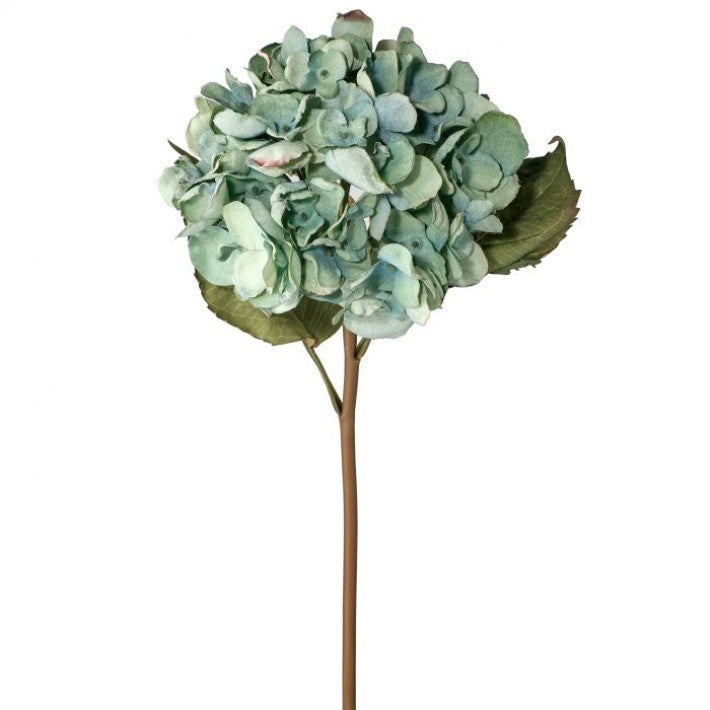 Just Dried Grand Hydrangea Stem - Teal Green