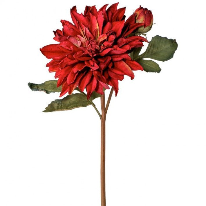 Just Dried Dahlia & Bud Spray