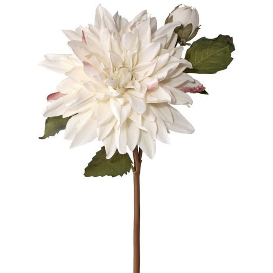 Just Dried Dahlia & Bud Spray