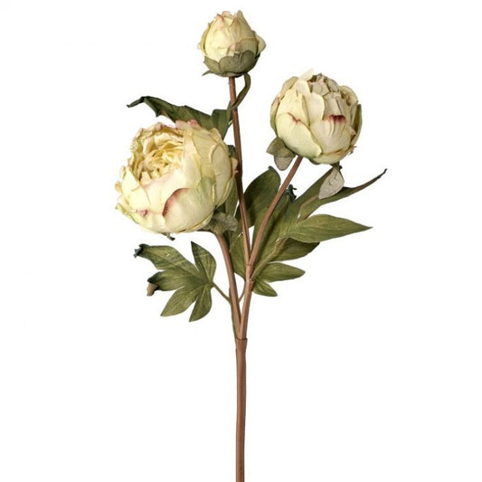 Just Dried Peony Buds Spray x3