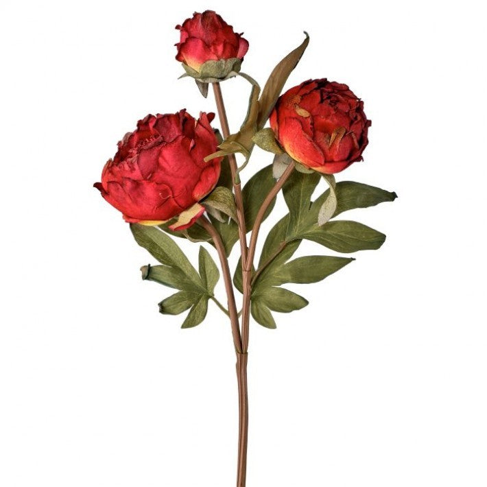 Just Dried Peony Buds Spray x3