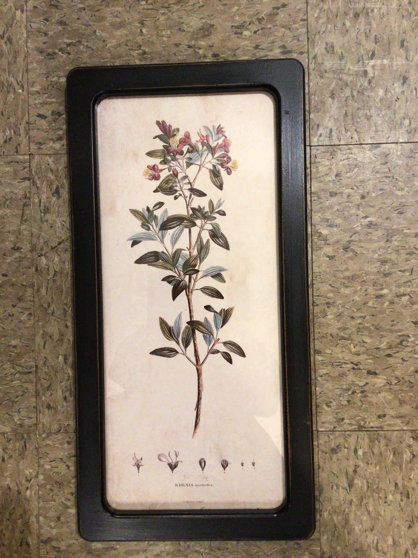 Botanical framed prints