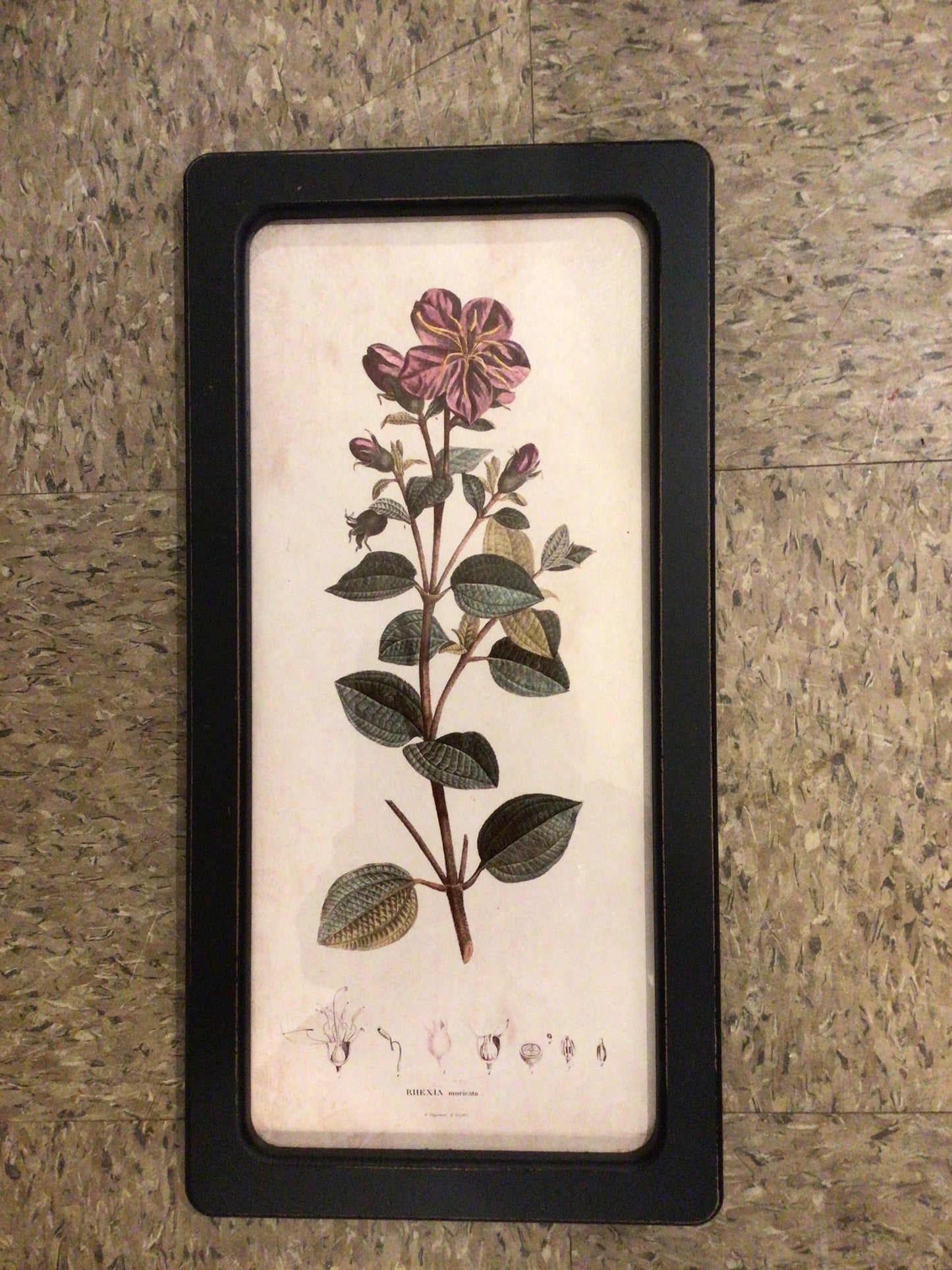 Botanical framed prints