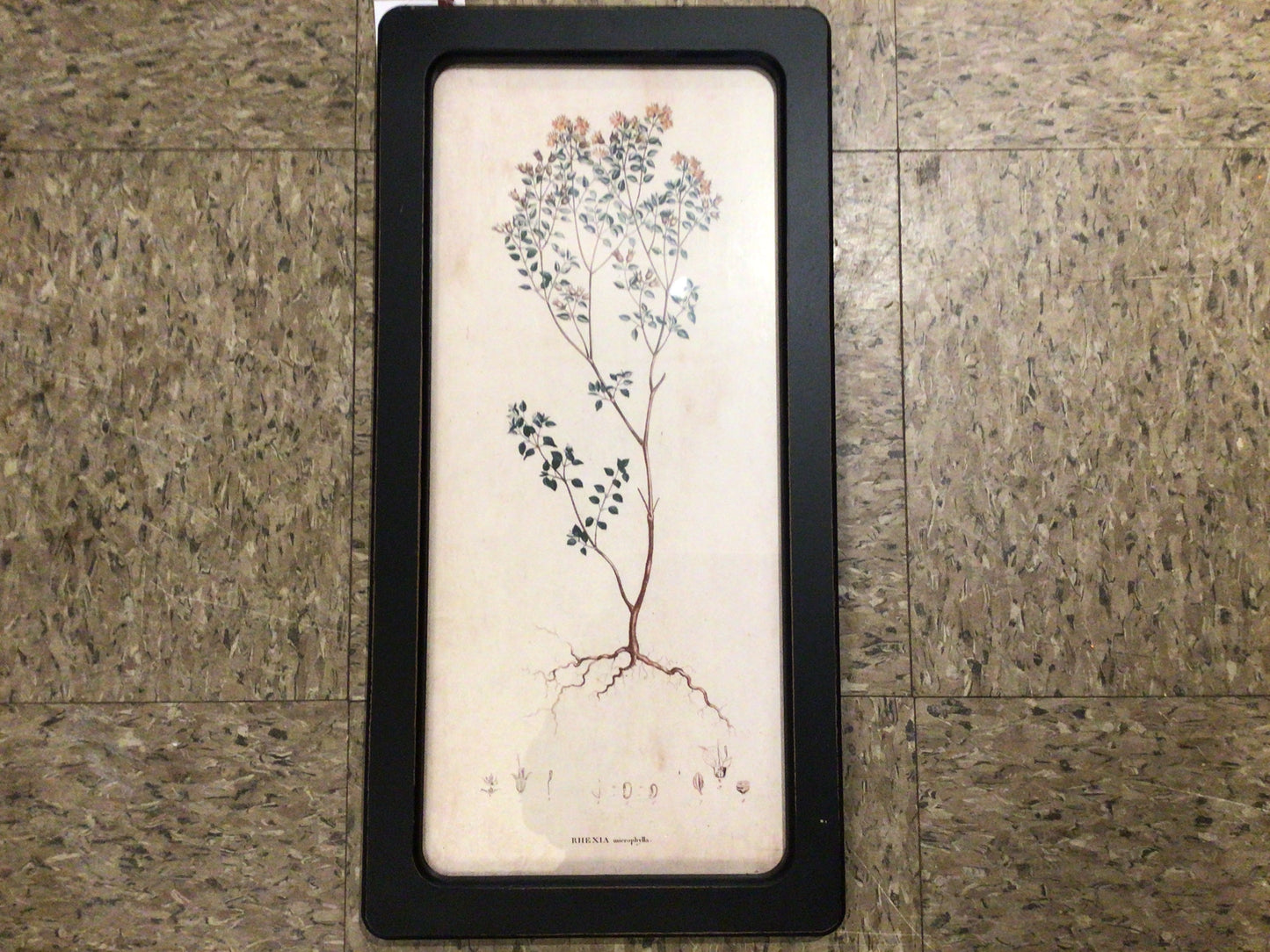 Botanical framed prints