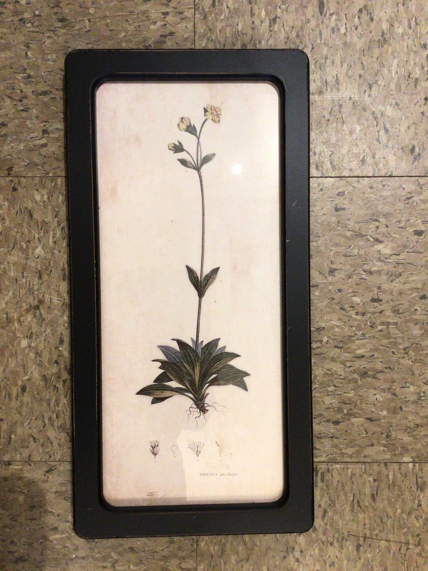 Botanical framed prints